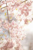 Soft Blooms V Poster Print by Karyn Millet - Item # VARPDXPSMLT341