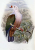 New-Ireland Fruit-Pigeon Poster Print by  John Glover - Item # VARPDX277773