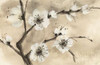 Spring Blossoms IV Poster Print by  Chris Paschke - Item # VARPDX25208