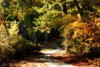 Autumn Pathway I Poster Print by Alan Hausenflock - Item # VARPDXPSHSF1254