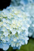 Hydrangeas IV Poster Print by Karyn Millet - Item # VARPDXPSMLT243