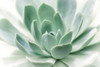 Zen Poster Print by  Dina Marie - Item # VARPDXMDP207 Zen Poster Print by  Dina Marie - Item # VARPDXMDP207