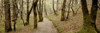 Oak Tree - 46 Poster Print by Alan Blaustein