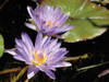 Violet Water Lily I Poster Print by Dana Underdahl - Item # VARPDXPSUND211
