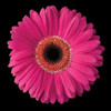 Pink Gerbera Daisy Poster Print by Jim Christensen - Item # VARPDXPSCRS130