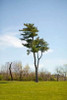Tree II Poster Print by Karyn Millet - Item # VARPDXPSMLT267