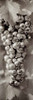 Grapes Pano - 8 Poster Print by Alan Blaustein