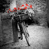 Flower Bike Square Poster Print by Gail Peck - Item # VARPDX9002D