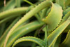 Aloe II Poster Print by Erin Berzel - Item # VARPDXPSBZL833
