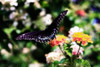 Black Swallowtail II Poster Print by Alan Hausenflock - Item # VARPDXPSHSF644
