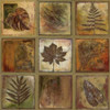 Leaf Square I Poster Print by Patricia Pinto - Item # VARPDX6301