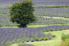 Lavender Field and Tree Poster Print by Dana Styber - Item # VARPDXPSSTY227