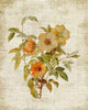 Roses on Newsprint I Poster Print by Lanie Loreth - Item # VARPDX9453B
