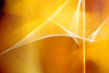 Amber Abstract I Poster Print by Douglas Taylor - Item # VARPDXPSTLR518