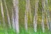 Alder Forest I Poster Print by Kathy Mahan - Item # VARPDXPSMHN421