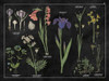 Botanical Floral Chart II Black and White Poster Print by Wild Apple Portfolio - Item # VARPDX21976