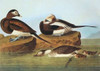 Long-Tailed Duck Poster Print by  John James Audubon - Item # VARPDX198128