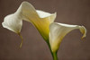 Calla Elegance I Poster Print by Rita Crane - Item # VARPDXPSCRN342