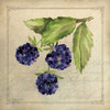 Blackberry Collage Poster Print by Stephanie Marrott - Item # VARPDXSM15405