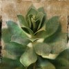 Succulent I Poster Print by Patricia Pinto - Item # VARPDX7484