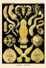 Haeckel Nature Illustrations: Flatworms Poster Print by  Ernst Haeckel - Item # VARPDX449725