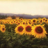 Tuscan Sunflowers Poster Print by Amy Melious - Item # VARPDXMEL479