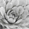 Garden Succulent IV Poster Print by Laura Marshall - Item # VARPDX20827