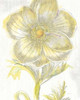 Belle Fleur Yellow II Crop Poster Print by Sue Schlabach - Item # VARPDX18647