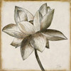 Sepia Lotus I Poster Print by Patricia Pinto - Item # VARPDX8782