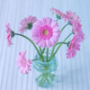 White Daisies in studio Poster Print by  Assaf Frank
