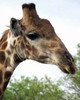 Giraffe Portrait IV Poster Print by Dana Underdahl - Item # VARPDXPSUND160