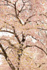In Bloom XXII Poster Print by Karyn Millet - Item # VARPDXPSMLT331