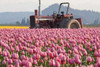 Tractor and Tulips II Poster Print by Dana Styber - Item # VARPDXPSSTY195