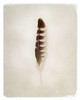 Feather IV Poster Print by  Debra Van Swearingen - Item # VARPDX22284