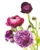 Spring Ranunculus VI Poster Print by  Laura Marshall - Item # VARPDX25102