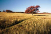 Autumn Meadow I Poster Print by Alan Hausenflock - Item # VARPDXPSHSF124