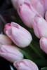 Soft Pink Tulips I Poster Print by Erin Berzel - Item # VARPDXPSBZL228