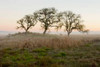Oak Tree - 31 Poster Print by Alan Blaustein - Item # VARPDXABSFH49A