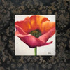 Poppy Flower I Poster Print by Patricia Pinto - Item # VARPDX6069 Poppy Flower I Poster Print by Patricia Pinto - Item # VARPDX6069