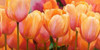 Summer Tulips Poster Print by Luca Villa - Item # VARPDX2LC507