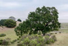 Oak Tree - 108 Poster Print by Alan Blaustein - Item # VARPDXABSFH250