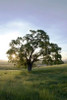 Oak Tree - 95 Poster Print by Alan Blaustein - Item # VARPDXABSFH186A