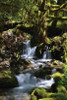 Falls in the Forest I Poster Print by Brian Moore - Item # VARPDXPSMRE148