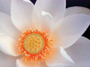 Lotus I Poster Print by Jim Christensen - Item # VARPDXPSCRS120