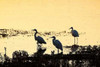 Egrets in the Sunrise II Poster Print by Alan Hausenflock - Item # VARPDXPSHSF456