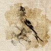 Bird Study III Poster Print by Lanie Loreth - Item # VARPDX9551M