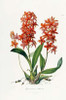 Star Orchid Poster Print by  John Lindley - Item # VARPDX266778