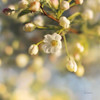 Blush Blossoms II Poster Print by Sue Schlabach - Item # VARPDX22116