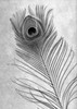 Feathers - 10 Poster Print by Alan Blaustein - Item # VARPDXABSLF117A