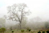 Oak Tree - 62 Poster Print by Alan Blaustein